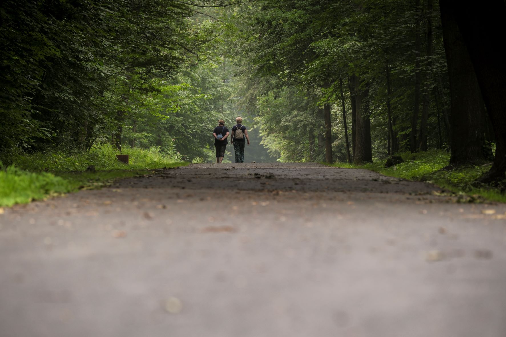 Lesní komunikace v Bělském lese. Foto: A. Horsinka